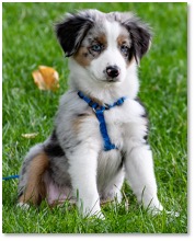 Your Dog’s Photo: My Australian Shepard puppy, with bright blue eyes, sitting in the grass.